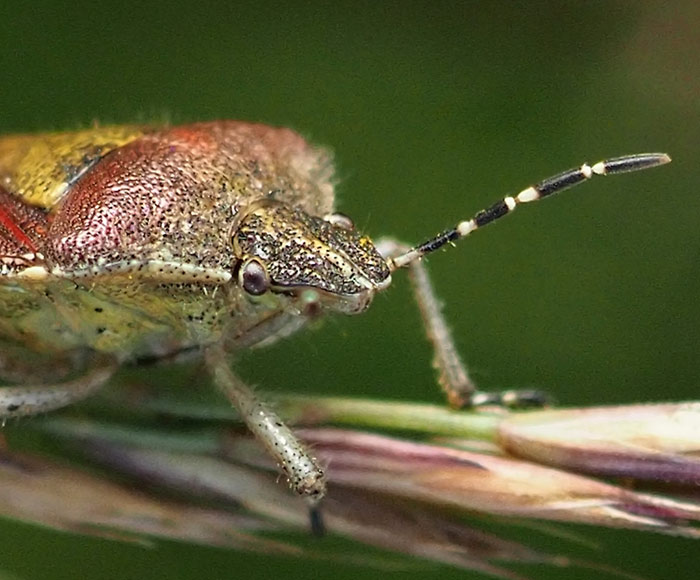 Beerenwanze, Dolycoris baccarum